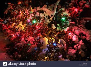 Christmas Lights On A Bush In The Snow Vancouver British Columbia within proportions 1300 X 956