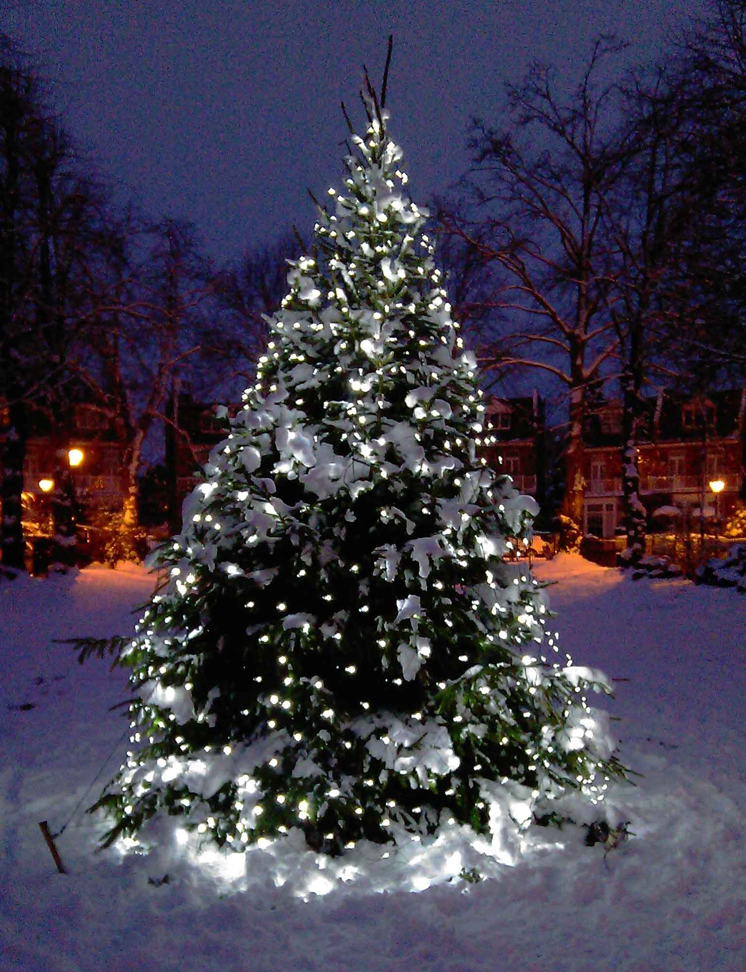 Christmas Tree Light Ideas Christmas Light Ideas Inspiration for proportions 1536 X 2000