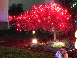 Japanese Maple Christmas Tree Bob Flickr throughout proportions 1024 X 768