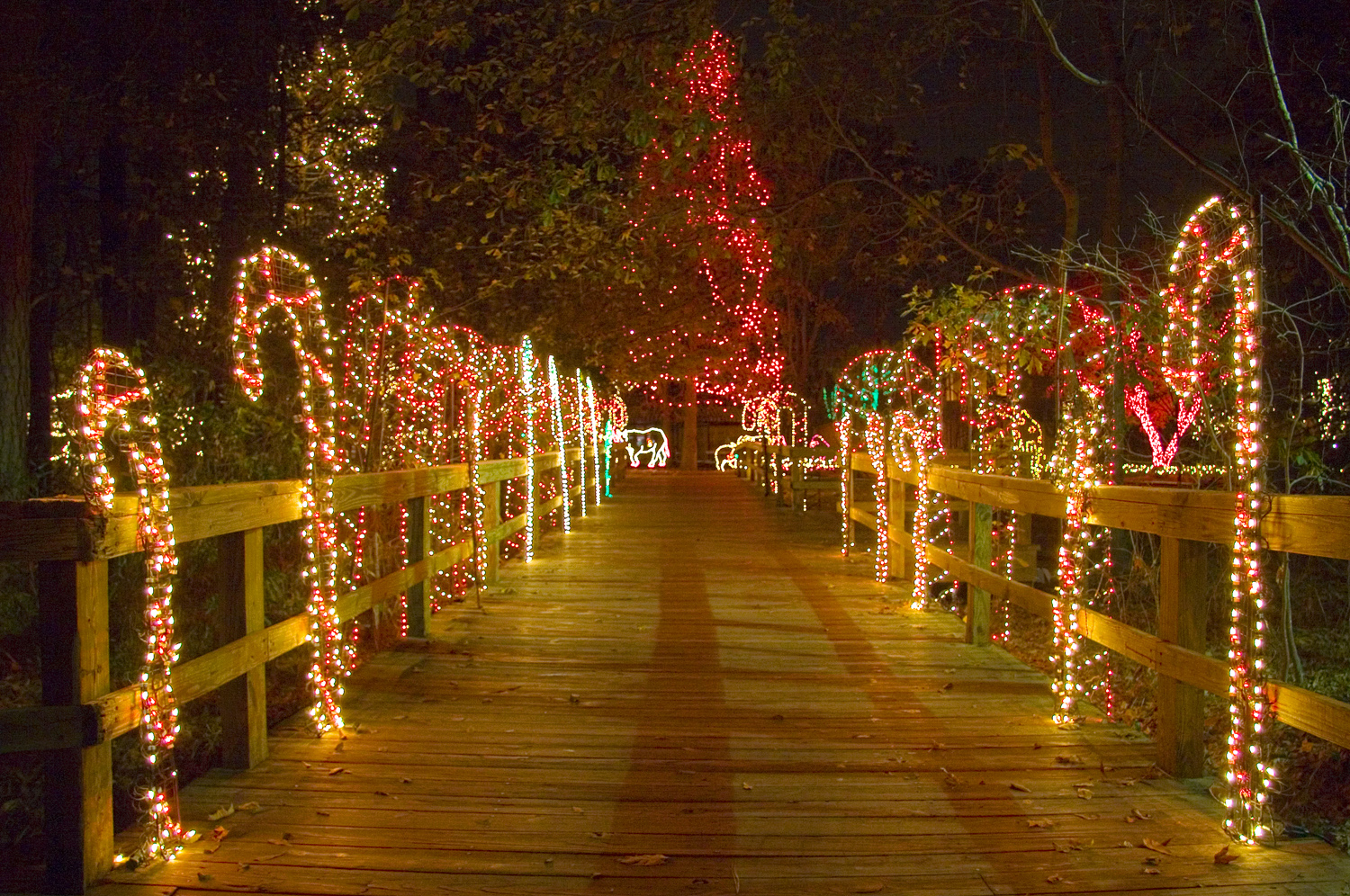 Lights Before Christmas Riverbanks Zoo X Mas regarding size 1500 X 996