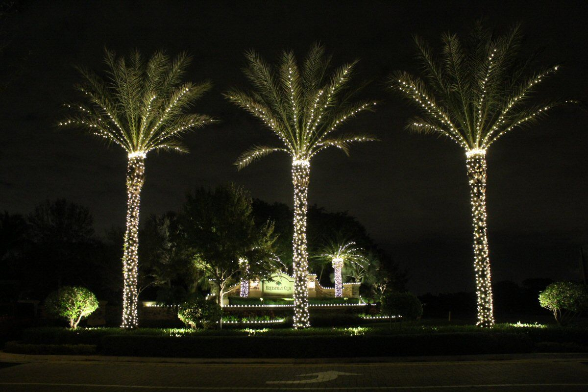 Lights On Medjool Date Palms Winter In Vegas Christmas Outdoor in sizing 1200 X 800