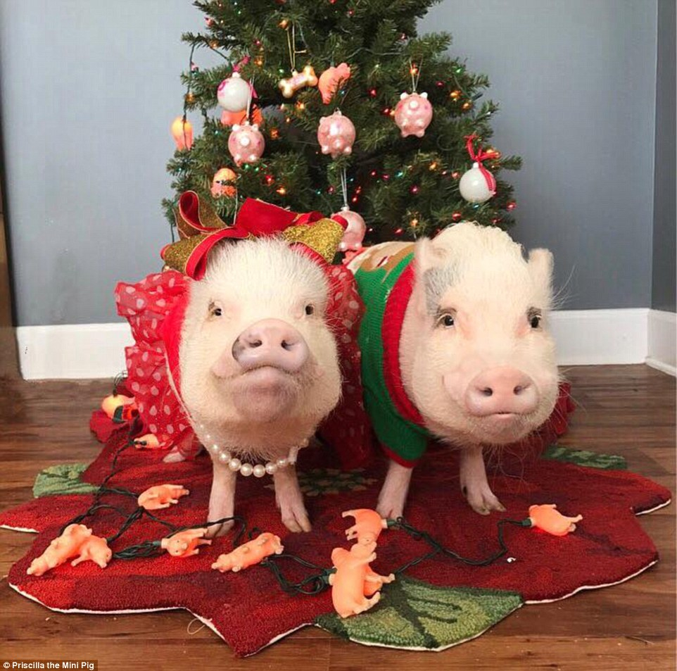Pigs Wear Festive Pajamas Santa Hats And Ugly Sweaters Daily Mail inside dimensions 962 X 953