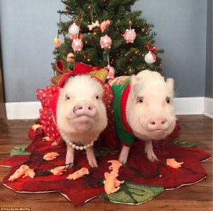 Pigs Wear Festive Pajamas Santa Hats And Ugly Sweaters Daily Mail pertaining to size 962 X 953