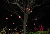 Sherris Jubilee Daniel Stowe Botanical Garden With Christmas Lights regarding measurements 1333 X 1000
