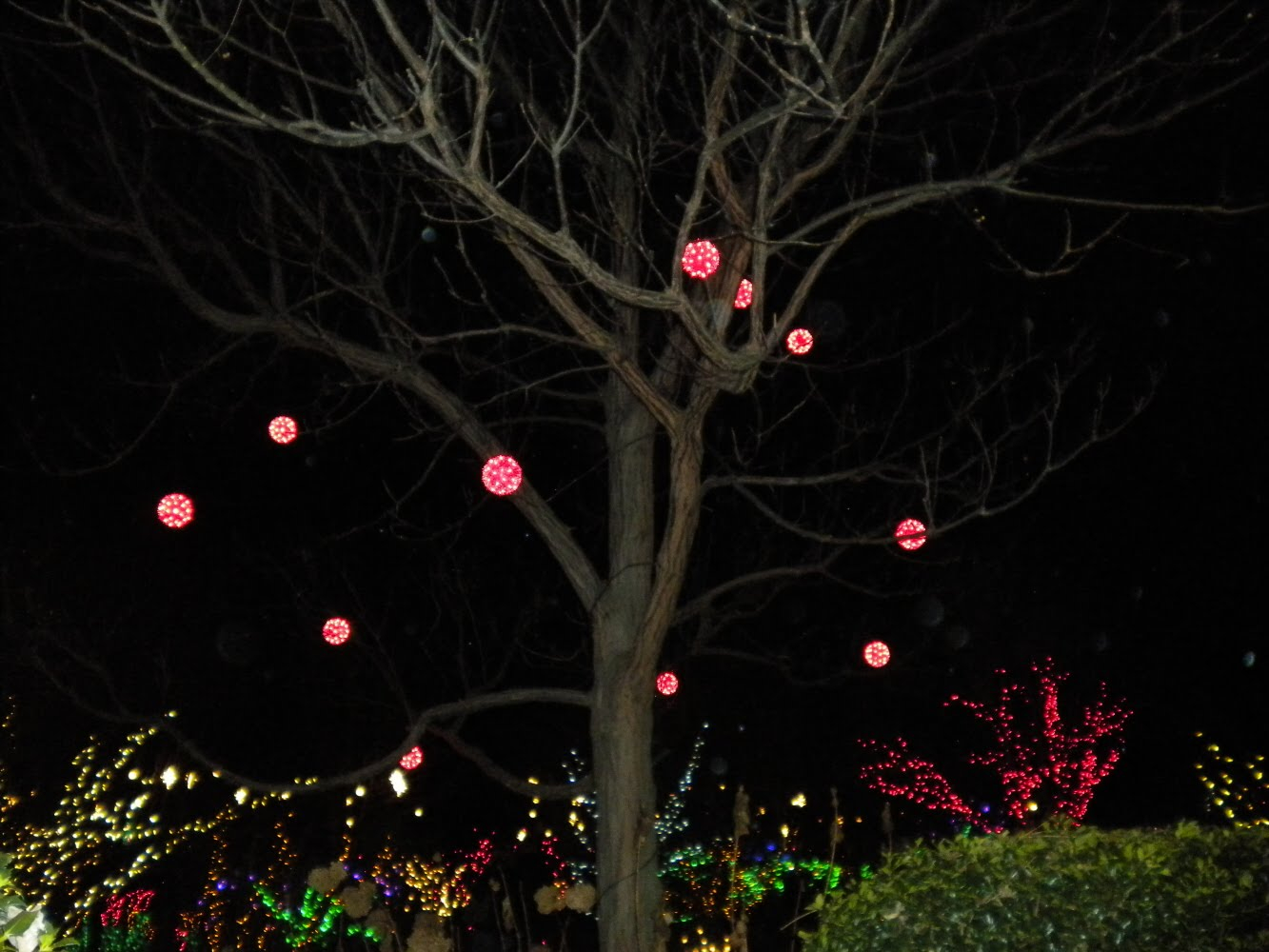 Sherris Jubilee Daniel Stowe Botanical Garden With Christmas Lights regarding measurements 1333 X 1000
